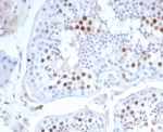 IHC staining of FFPE human testis tissue with KIF2C antibody (clone KIF2C/4702) at 2ug/ml. HIER: boil tissue sections in pH 9 10mM Tris with 1mM EDTA for 20 min and allow to cool before testing.