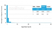 Analysis of a HuProt(TM) microarray containing more than 19,000 full-length human proteins using KIF2C antibody (clone KIF2C/6526). Z- and S- Score: The Z-score represents the strength of a signal that a monoclonal antibody (in combination with a fluorescently-tagged anti-IgG secondary antibody) produces when binding to a particular protein on the HuProt(TM) array. Z-scores are described in units of standard deviations (SD's) above the mean value of all signals generated on that array. If targets on HuProt(TM) are arranged in descending order of the Z-score, the S-score is the difference (also in units of SD's) between the Z-score. S-score therefore represents the relative target specificity of a mAb to its intended target. A mAb is considered to specific to its intended target, if the mAb has an S-score of at least 2.5. For example, if a mAb binds to protein X with a Z-score of 43 and to protein Y with a Z-score of 14, then the S-score for the binding of that mAb to protein X is equal to 29.