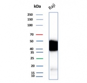 Western blot testing of human Raji cell lysate with recombinant CD48 antibody. Expected molecular weight: 28-50 kDa depending on glycosylation level.