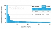 Analysis of a HuProt(TM) microarray containing more than 19,000 full-length human proteins using PIK3R2 antibody (clone PIK3CD/4639). Z- and S- Score: The Z-score represents the strength of a signal that a monoclonal antibody (in combination with a fluorescently-tagged anti-IgG secondary antibody) produces when binding to a particular protein on the HuProt(TM) array. Z-scores are described in units of standard deviations (SD's) above the mean value of all signals generated on that array. If targets on HuProt(TM) are arranged in descending order of the Z-score, the S-score is the difference (also in units of SD's) between the Z-score. S-score therefore represents the relative target specificity of a mAb to its intended target. A mAb is considered to specific to its intended target, if the mAb has an S-score of at least 2.5. For example, if a mAb binds to protein X with a Z-score of 43 and to protein Y with a Z-score of 14, then the S-score for the binding of that mAb to protein X is equal to 29.