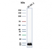 Western blot testing of human SK-BR-3 cell lysate with S100A16 antibody. Predicted molecular weight ~12 kDa.