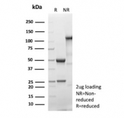 SDS-PAGE analysis of purified, BSA-free S100A16 antibody (clone S100A16/7411) as confirmation of integrity and purity.