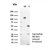 SDS-PAGE analysis of purified, BSA-free CD48 antibody (clone CD48/8601R) as confirmation of integrity and purity.