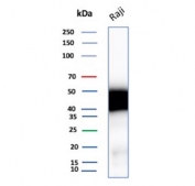 Western blot testing of human Raji cell lysate with CD48 antibody. Expected molecular weight: 28-50 kDa depending on glycosylation level.