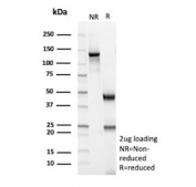 SDS-PAGE analysis of purified, BSA-free Glutamine Synthetase antibody (clone GLUL/8996R) as confirmation of integrity and purity.