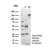 SDS-PAGE analysis of purified, BSA-free Hepatoma Derived Growth Factor antibody (clone PCRP-HDGF-1D1) as confirmation of integrity and purity.