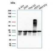 Western blot testing of human A431, 293T, HepG2 and MCF7 cell lysate and mouse NIH 3T3 cell lysate with PCNA antibody. Predicted molecular weight ~29 kDa, routinely observed at 29~36 kDa.