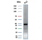 Western blot testing of human Raji cell lysate with PCNA antibody. Predicted molecular weight ~29 kDa, routinely observed at 29~36 kDa.