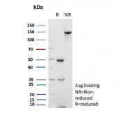 SDS-PAGE analysis of purified, BSA-free recombinant PCNA antibody (clone rPCNA/8858) as confirmation of integrity and purity.