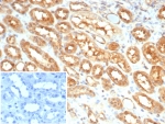 IHC staining of FFPE human kidney tissue with MIF antibody (clone MIF/6280). Inset: PBS used in place of primary Ab (secondary Ab negative control). HIER: boil tissue sections in pH 9 10mM Tris with 1mM EDTA for 20 min and allow to cool before testing.