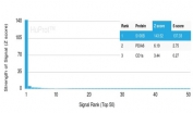 Analysis of a HuProt(TM) microarray containing more than 19,000 full-length human proteins using S100B antibody (clone S100B/4152). Z- and S- Score: The Z-score represents the strength of a signal that a monoclonal antibody (in combination with a fluorescently-tagged anti-IgG secondary antibody) produces when binding to a particular protein on the HuProt(TM) array. Z-scores are described in units of standard deviations (SD's) above the mean value of all signals generated on that array. If targets on HuProt(TM) are arranged in descending order of the Z-score, the S-score is the difference (also in units of SD's) between the Z-score. S-score therefore represents the relative target specificity of a mAb to its intended target. A mAb is considered to be specific to its intended target, if the mAb has an S-score of at least 2.5. For example, if a mAb binds to protein X with a Z-score of 43 and to protein Y with a Z-score of 14, then the S-score for the binding of that mAb to protein X is equal to 29.