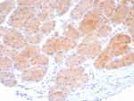 IHC staining of FFPE human stomach tissue with Beta-Parvin antibody (clone PARVB/8214R). HIER: boil tissue sections in pH 9 10mM Tris with 1mM EDTA for 20 min and allow to cool before testing.