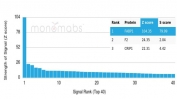 Analysis of a HuProt(TM) microarray containing more than 19,000 full-length human proteins using FABP1 antibody (clone FABP1/4990). Z- and S- Score: The Z-score represents the strength of a signal that a monoclonal antibody (in combination with a fluorescently-tagged anti-IgG secondary antibody) produces when binding to a particular protein on the HuProt(TM) array. Z-scores are described in units of standard deviations (SD's) above the mean value of all signals generated on that array. If targets on HuProt(TM) are arranged in descending order of the Z-score, the S-score is the difference (also in units of SD's) between the Z-score. S-score therefore represents the relative target specificity of a mAb to its intended target. A mAb is considered to specific to its intended target, if the mAb has an S-score of at least 2.5. For example, if a mAb binds to protein X with a Z-score of 43 and to protein Y with a Z-score of 14, then the S-score for the binding of that mAb to protein X is equal to 29.