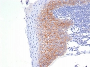 IHC staining of FFPE human tonsil tissue with CD138 antibody (clone SDC1/7177). HIER: boil tissue sections in pH 9 10mM Tris with 1mM EDTA for 20 min and allow to cool before testing.