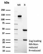 SDS-PAGE analysis of purified, BSA-free Villin antibody (clone VIL1/8105R) as confirmation of integrity and purity.