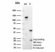 SDS-PAGE analysis of purified, BSA-free ALDH1L1 antibody (clone ALDH1L1/7969) as confirmation of integrity and purity.