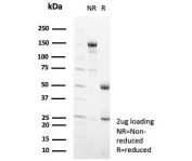 SDS-PAGE analysis of purified, BSA-free Transferrin antibody (clone TF/4799) as confirmation of integrity and purity.