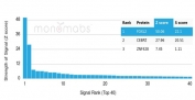 Analysis of a HuProt(TM) microarray containing more than 19,000 full-length human proteins using FOXL2 antibody (clone PCRP-FOXL2-1B4). Z- and S- Score: The Z-score represents the strength of a signal that a monoclonal antibody (in combination with a fluorescently-tagged anti-IgG secondary antibody) produces when binding to a particular protein on the HuProt(TM) array. Z-scores are described in units of standard deviations (SD's) above the mean value of all signals generated on that array. If targets on HuProt(TM) are arranged in descending order of the Z-score, the S-score is the difference (also in units of SD's) between the Z-score. S-score therefore represents the relative target specificity of a mAb to its intended target. A mAb is considered to specific to its intended target, if the mAb has an S-score of at least 2.5. For example, if a mAb binds to protein X with a Z-score of 43 and to protein Y with a Z-score of 14, then the S-score for the binding of that mAb to protein X is equal to 29.