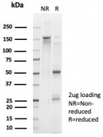 SDS-PAGE analysis of purified, BSA-free FOXL2 antibody (clone PCRP-FOXL2-1B4) as confirmation of integrity and purity.