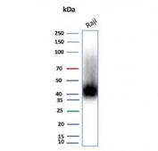Western blot testing of human Raji cell lysate with CD38 antibody (clone rCD38/8334). Expected molecular weight: 34-46 kDa depending on glycosylation level.