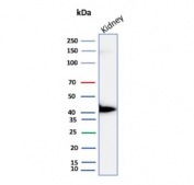 Western blot testing of human kidney tissue lysate with p504S antibody (clone AMACR/4757). Predicted molecular weight ~43 kDa.