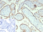IHC staining of FFPE human placental tissue with HCG-alpha antibody (clone hCGa/7873). Inset: PBS used in place of primary Ab (secondary Ab negative control). HIER: boil tissue sections in pH 9 10mM Tris with 1mM EDTA for 20 min and allow to cool before testing.