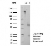 SDS-PAGE analysis of purified, BSA-free ZSCAN12 antibody (clone PCRP-ZSCAN12-2B2) as confirmation of integrity and purity.