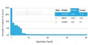 Analysis of a HuProt(TM) microarray containing more than 19,000 full-length human proteins using ZSCAN12 antibody (clone PCRP-ZSCAN12-2B2). Z- and S- Score: The Z-score represents the strength of a signal that a monoclonal antibody (in combination with a fluorescently-tagged anti-IgG secondary antibody) produces when binding to a particular protein on the HuProt(TM) array. Z-scores are described in units of standard deviations (SD's) above the mean value of all signals generated on that array. If targets on HuProt(TM) are arranged in descending order of the Z-score, the S-score is the difference (also in units of SD's) between the Z-score. S-score therefore represents the relative target specificity of a mAb to its intended target. A mAb is considered to specific to its intended target, if the mAb has an S-score of at least 2.5. For example, if a mAb binds to protein X with a Z-score of 43 and to protein Y with a Z-score of 14, then the S-score for the binding of that mAb to protein X is equal to 29.