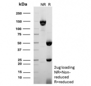 SDS-PAGE analysis of purified, BSA-free CD36 antibody (clone CD36/7218) as confirmation of integrity and purity.