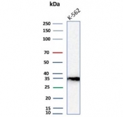 Western blot testing of human K562 cell lysate with CA8 antibody.