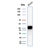 Western blot testing of human brain tissue lysate with NECAB1 antibody. Predicted molecular weight ~41 kDa.