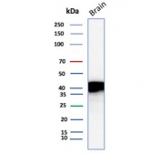 Western blot testing of human brain tissue lysate with NECAB1 antibody. Predicted molecular weight ~41 kDa.