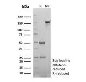 SDS-PAGE analysis of purified, BSA-free EBAG9 antibody (clone rEBAG9/7264) as confirmation of integrity and purity.