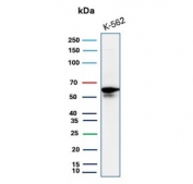 Western blot testing of human K562 cell lysate with c-Myc antibody. Theoretical molecular weight: ~50 kDa but routinely observed at 50~70 kDa.