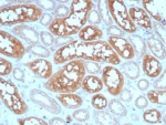 IHC staining of FFPE human kidney tissue with Adenylyl cyclase 8 antibody (clone ADCY8/7574). HIER: boil tissue sections in pH 9 10mM Tris with 1mM EDTA for 20 min and allow to cool before testing.
