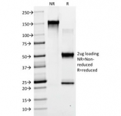 SDS-PAGE analysis of purified, BSA-free mouse IgG1 antibody (clone ICG1/ 1331) as confirmation of integrity and purity.