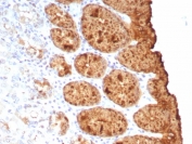 IHC staining of FFPE human colon tissue with recombinant TAG-72 antibody (clone rTAG72/9132). HIER: boil tissue sections in pH 9 10mM Tris with 1mM EDTA for 20 min and allow to cool before testing.