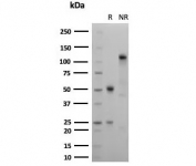 SDS-PAGE analysis of purified, BSA-free recombinant Ksp-Cadherin antibody (clone rCDH16/7343) as confirmation of integrity and purity.