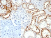 IHC staining of FFPE normal human kidney tissue using recombinant Ksp-Cadherin antibody (clone rCDH16/7343) at 2ug/ml in PBS for 30min RT. Inset: PBS used in place of primary Ab (secondary Ab negative control).
