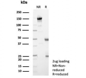SDS-PAGE analysis of purified, BSA-free recombinant Lambda Light Chain antibody (clone IGL/9397R) as confirmation of integrity and purity.