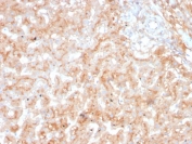 IHC staining of FFPE human adrenal gland tissue with APOE antibody (clone APOE/3673). HIER: boil tissue sections in pH 9 10mM Tris with 1mM EDTA for 20 min and allow to cool before testing.