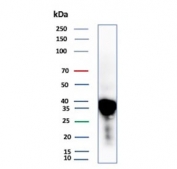 Western blot testing of human liver tissue lysate with APOE antibody (clone APOE/3673). Predicted molecular weight: 34-37 kDa.