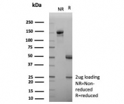 SDS-PAGE analysis of purified, BSA-free APOH antibody (clone APOH/3705) as confirmation of integrity and purity.