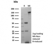 SDS-PAGE analysis of purified, BSA-free SHBG antibody (clone SHBG/8175) as confirmation of integrity and purity.