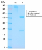 SDS-PAGE analysis of purified, BSA-free p53 antibody (clone TP53/3156R) as confirmation of integrity and purity.
