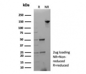 SDS-PAGE analysis of purified, BSA-free Apolipoprotein A4 antibody (clone APOA4/3654) as confirmation of integrity and purity.