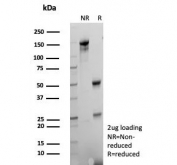 SDS-PAGE analysis of purified, BSA-free FABP1 antibody (clone FABP1/4462) as confirmation of integrity and purity.