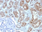 IHC staining of FFPE human kidney tissue with FABP1 antibody (clone FABP1/4462). HIER: boil tissue sections in pH 9 10mM Tris with 1mM EDTA for 20 min and allow to cool before testing.