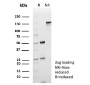 SDS-PAGE analysis of purified, BSA-free Fatty Acid Binding Protein 1 antibody (clone FABP1/4463) as confirmation of integrity and purity.