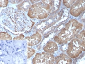 IHC staining of FFPE human kidney tissue with Fatty Acid Binding Protein 1 antibody (clone FABP1/4463). HIER: boil tissue sections in pH 9 10mM Tris with 1mM EDTA for 20 min and allow to cool before testing.
